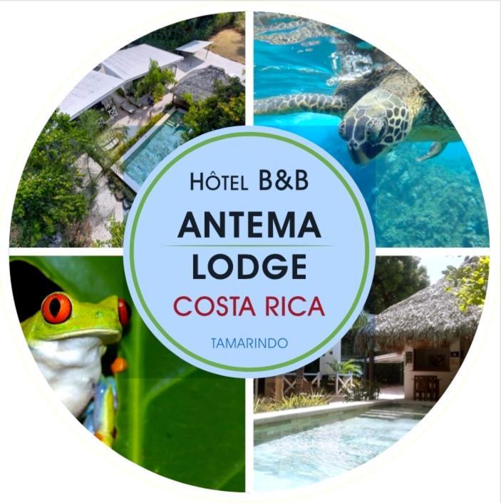 Antema Lodge Secteur Tamarindo, Piscine, Yoga, Gym, Jungle Et Paix Luaran gambar